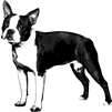 Boston Terrier rubber stamp