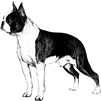 Boston Terrier rubber stamp