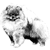 Pomeranian rubber stamp